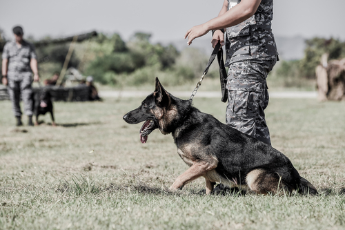 military working dog bcs program